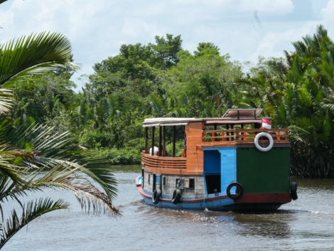dove vedere gli oranghi borneo