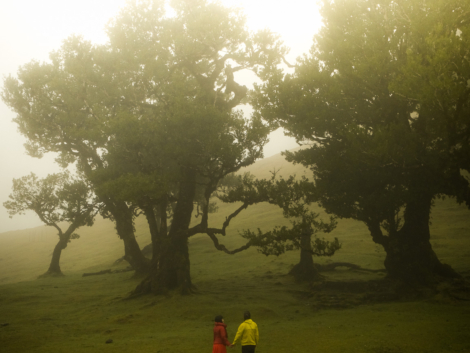 Foresta di Fanal a Madeira in Portogallo