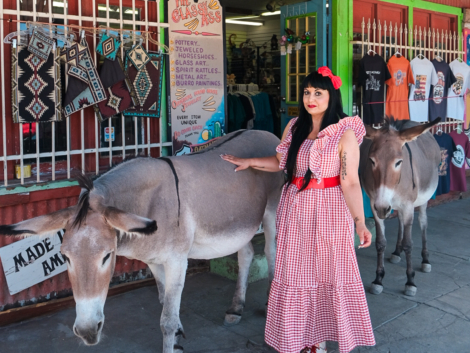 Oatman rout 66 burros asini arizona